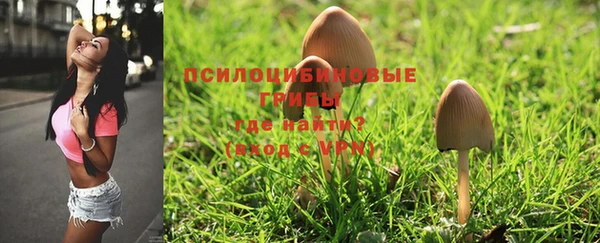 прущие грибы Нягань